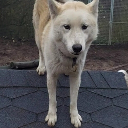 Husky Rudel