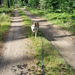 Husky Tour